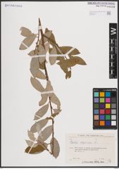 Foto von Salix caprea L.